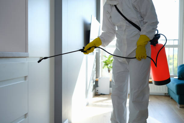 Mold Odor Removal Services in Wapakoneta, OH